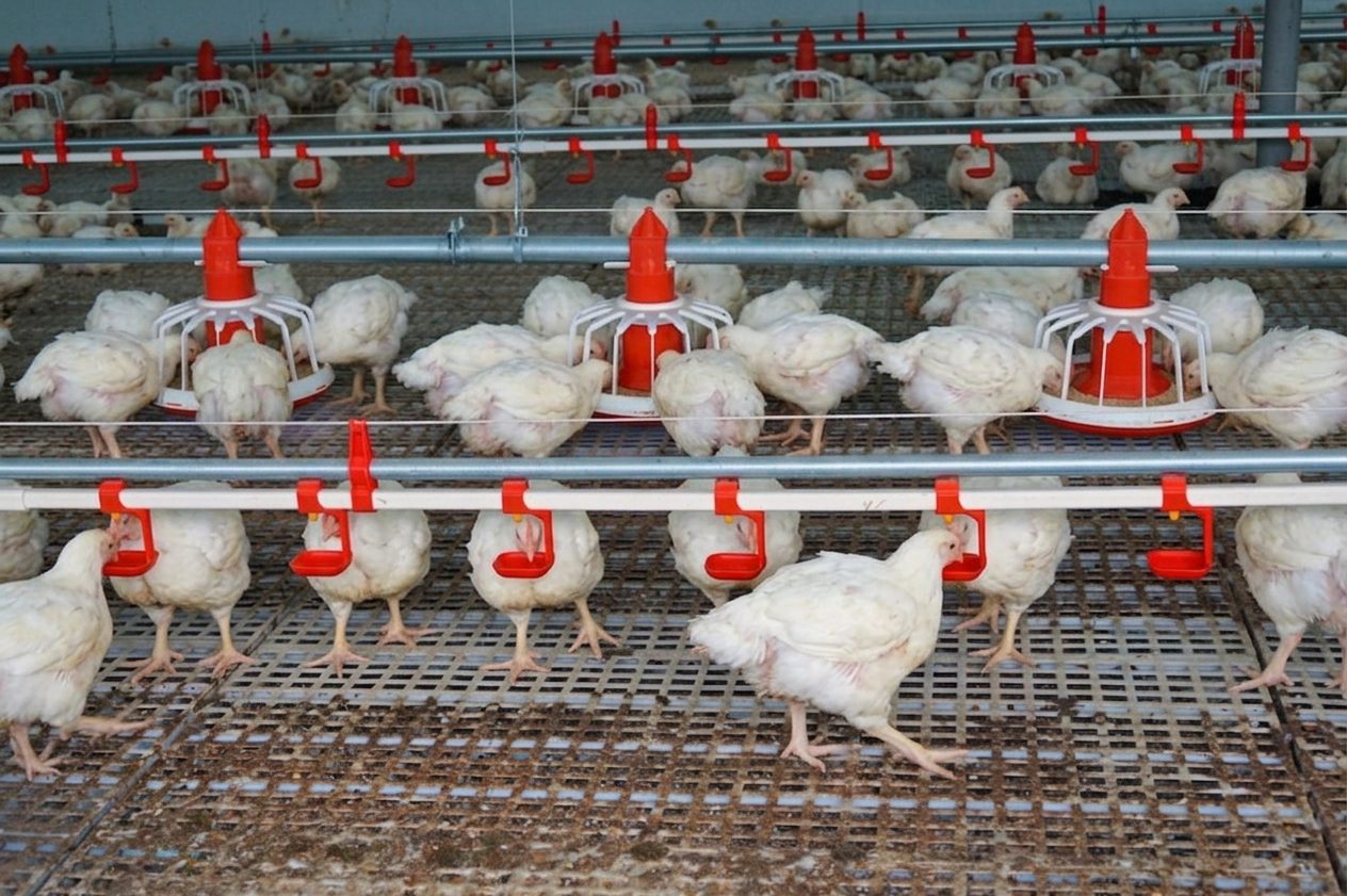 Poulets de chair dans un bâtiment d’élevage